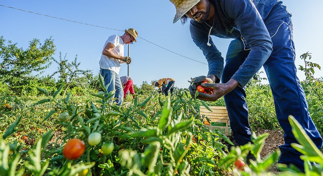 Pomodoro, la raccolta parte al contrario: prima il nord e poi il sud