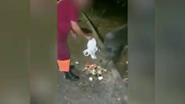 Rischiano il posto i dipendenti Ama che davano da mangiare rifiuti ai cinghiali