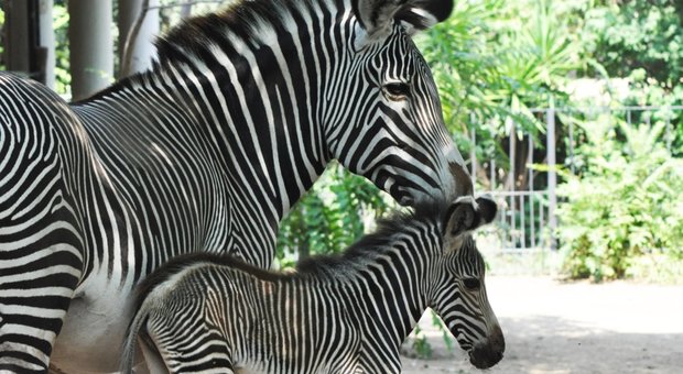 Fiocco Rosa al Bioparco di Roma, è nata Fiamma, una rara zebra reale