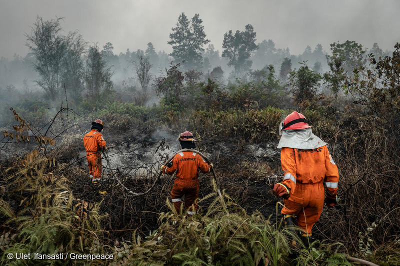 Roghi nelle foreste indonesiane, eseguiti centinaia di arresti