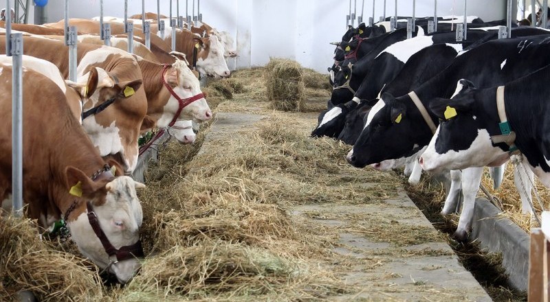Manifestazione di protesta di Greenpeace al ministero delle Politiche Agricole contro gli allevamenti intensivi