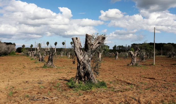 Xylella: se arriva in Europa, probabili danni per più di 5 mld