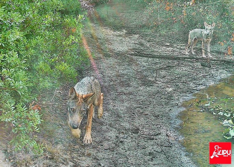 Oasi Lipu di Castel di Guido, una festa per i primi 20 anni