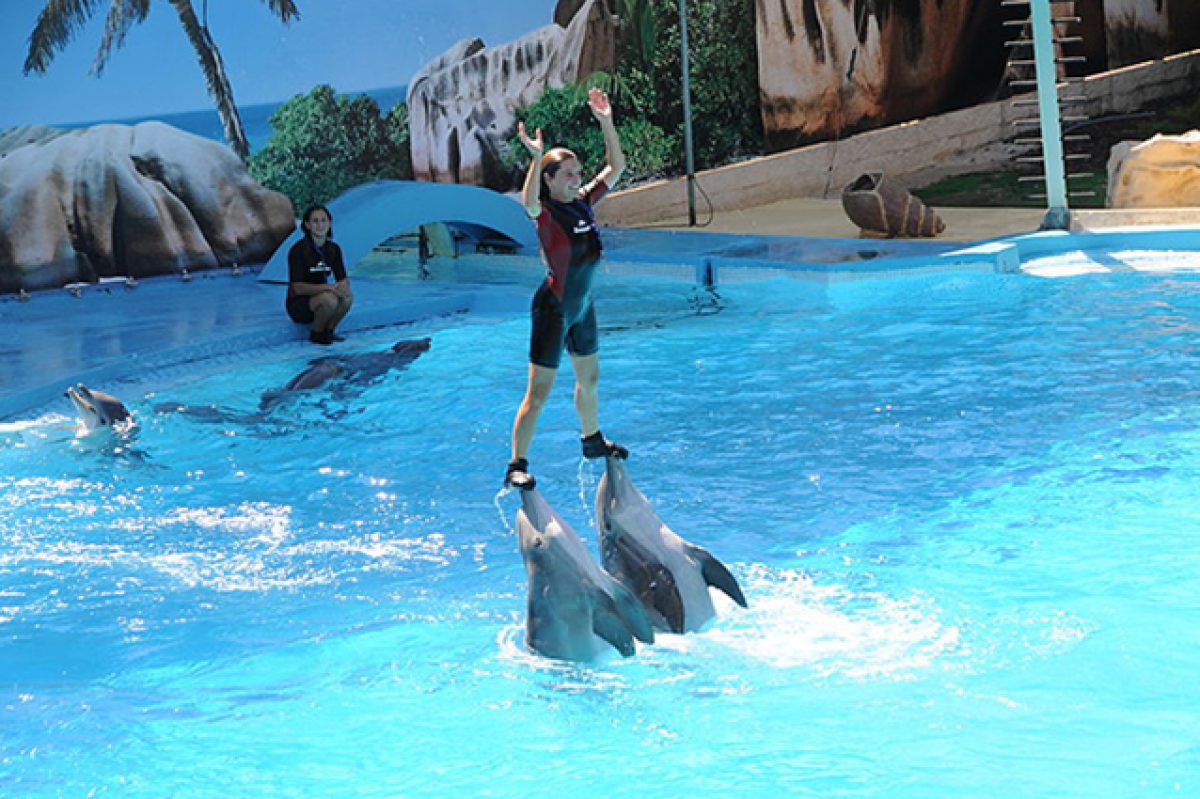 Zoomarine, riflettori della Lav sullo show dei delfini