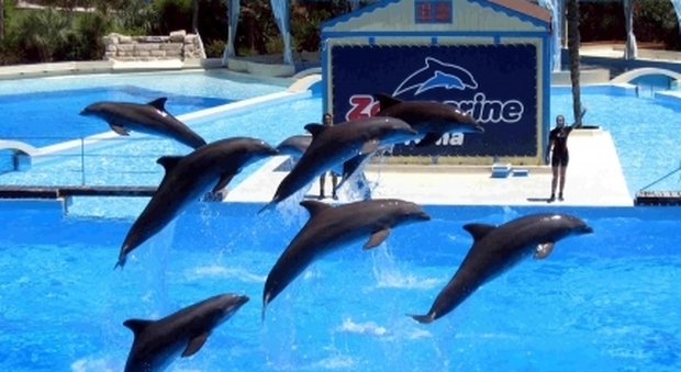 Zoomarine: inconicia una stagione da record