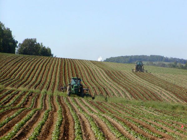 Ordinativi giù nella filiera agricola. Disdette per una azienda su quattro