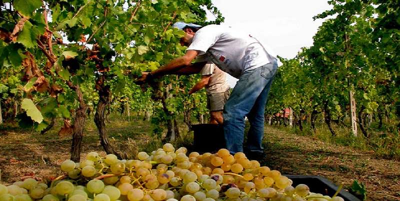 Comparto vitivinicolo colpito duramente, proposta all’Ue di De Meo (Forza Italia)