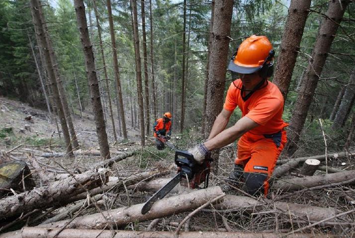 Aziende forestali, proroga dele autorizzazioni regionali