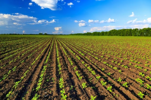 Piano Strategico Agroalimentare, al via la stesura per Roma Capitale