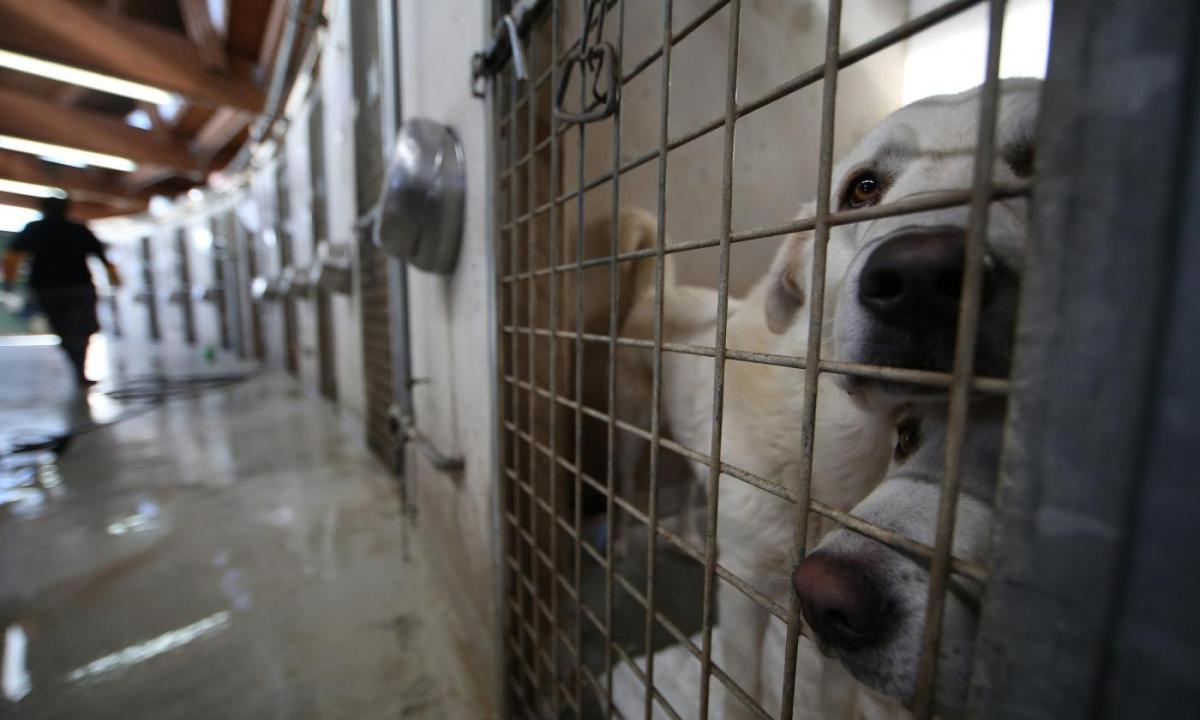 Fase 2 Roma, le associazioni di tutela degli animali chiedono alla Raggi di accedere ai canili