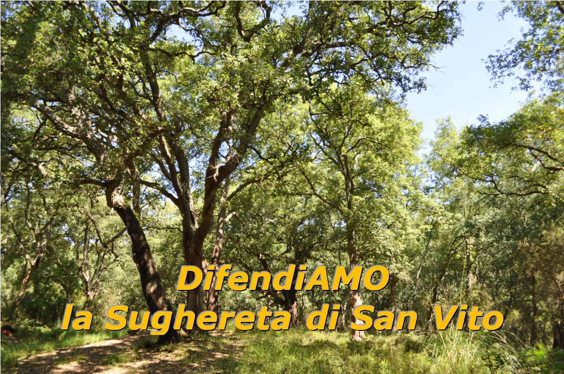 Approvato dalla Regione Lazio il Piano per salvare la Sughereta San Vito (Latina)