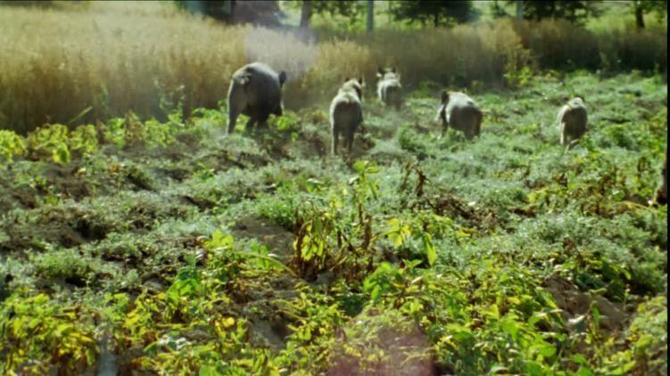 Danni da fauna selvatica, Coldiretti chiede risarcimenti alla Regione Lazio