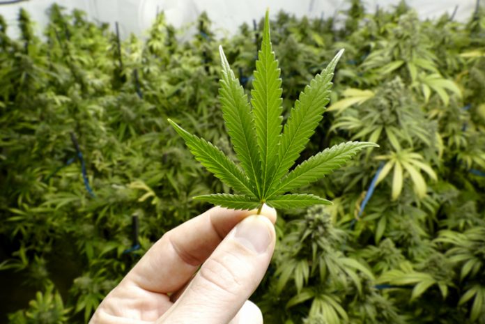 Anzio, appartamento utilizzato come centro di produzione, confezionamento e vendita di hashish e marijuana