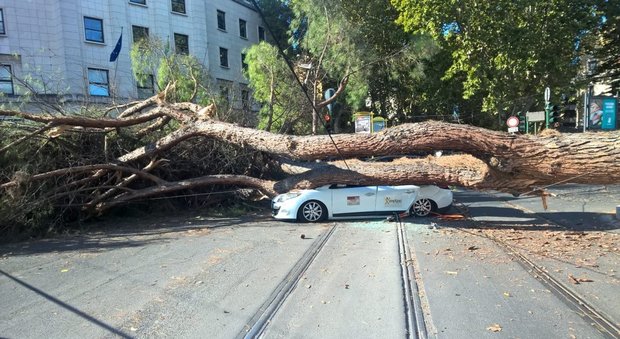 Baglio(Pd): “Presentata interrogazione su rischio crollo 50mila alberi a Roma”