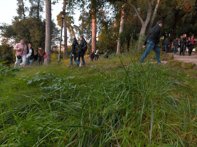 Lavori straordinari di manutenzione del verde verticale